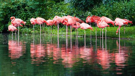 Roter Flamingo