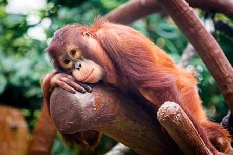 Borneo Orang-Utan